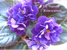 �� ������ ���������