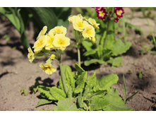 ������� ������ (�ϣ ����)