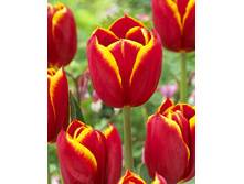 18,5���. ������� ������ ������(��� 10 ��. ���������� ������ 5��.)���16.jpg