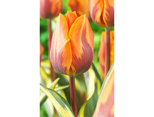 28,8���. ������� ����� ��������(��� 10 ��. ���������� ������ 5��.).jpg