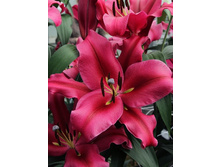 40,6���. ����� �������(�������� ���� �� 5 ��., ����������� ����� 1��.).jpg