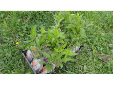 ������ ����������� �������...... ����� ... !!!!