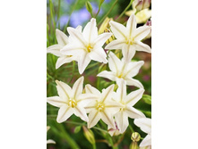 17,18���. ��������� ������� ����(��� 10 ��. ���������� ������ 5��.).jpg