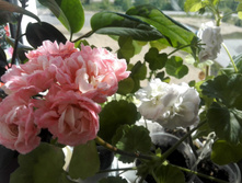 IMG 20160528 144037.jpg