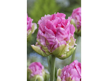 32,54���. ������� ���� �����(��� 10 ��. ���������� ������ 5��.)���15.jpg