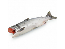 ����� 2017�. ����� �������������� ����������� ��� ������ - 570 ���:�� + ���%