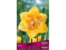 ������� �������.jpg