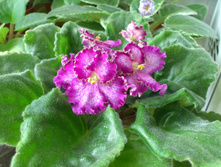 Lyon's Pirate's Treasure (�����)