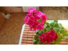 Toscana Katarina � Toscana Regina(�����)