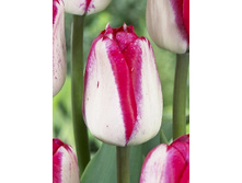 21,3���. ������� ����� ������(��� 10 ��. ���������� ������ 5��.).jpg