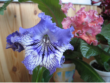 ������������� �����