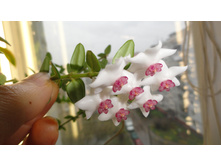 ������� ������ ...