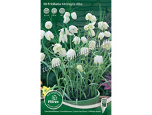 ������ ��������� �����.jpg