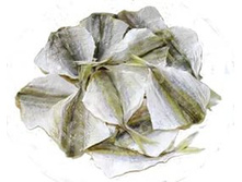 ����������� ���������