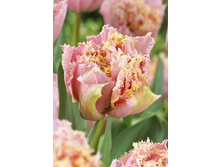 30,67���. ������� ���� ������(��� 10 ��. ���������� ������ 5��.)���15.jpg