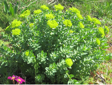 ����� 004.jpg