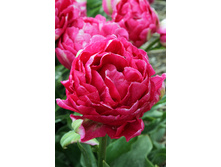 25,05���. ������� ������(��� 10 ��. ���������� ������ 5��.)���15.jpg