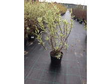 ���� �������������