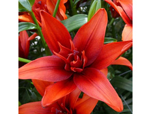 ����� ��� ����.jpg