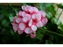 ���������� ������ �����������.JPG