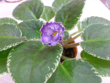 Buckeye Sorcerer (P. Hancock)