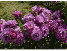 Wild Blue Yonder-750�