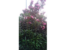 IMG 20160511 190423.jpg
