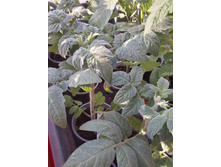 20160505 180425 Richtone(HDR).jpg