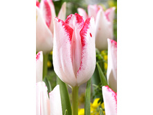 20,37���. ������� ����� �����(��� 10 ��. ���������� ������ 5��.)���16.jpg