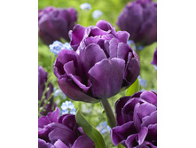 17,56���. ������� ��������(��� 10 ��. ���������� ������ 5��.)���16.jpg