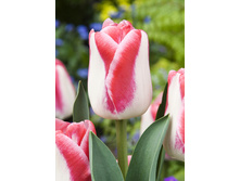 31,91���. ������� �������(��� 7 ��. ���������� ������ 3 ��� 4 ��.)���16.jpg