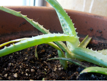 Nikon Coolpix L320, ����, ����� �����