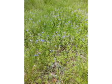 IMG 20160522 131509.jpg