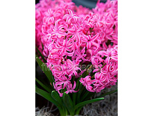 42,6���. ������� ����������(�������� ���� �� 5 ��., ����������� ����� 1��.)���16.jpg