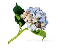 3760169244932 ������ ������������� ���������, 50�� 72 466,9.jpg