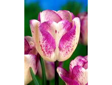 17,75���. ������� �����(��� 10 ��. ���������� ������ 5��.).jpg