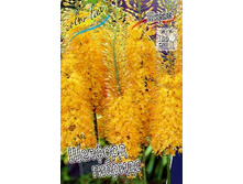 133,4���. ����� (eremurus) ������� �����(�������� ���� �� 1 ��., ����������� ����� 1��.).jpg