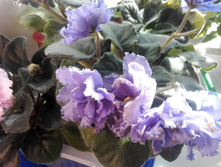 IMG 20160528 144133.jpg