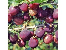 ��������� �������� �������