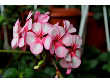 ������ �����������.JPG