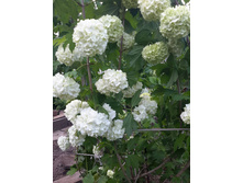 13254127 1410114352347467 740028101167438034 n.jpg