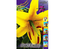 43,3���. ����� ���� �����(�������� ���� �� 5 ��., ����������� ����� 1��.).jpg