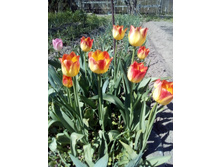 IMG 20160511 115605.jpg