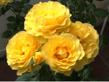 Rosa Doris Day-750�