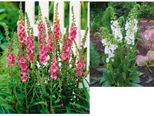 ��������� ������� ���� (������� � ����� ����� �� ����������) 80���.jpg