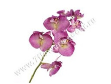 3760169248572 ������ ������������� ����������, 75�� 144 445,05.jpg