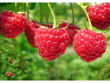 ������ ������� ��������