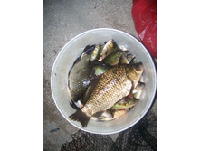 ��������� ����