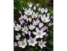 14,75���. ������ ���� ������ (����.)(���������� ������ ������ ���������� �� 10 ��.).jpg