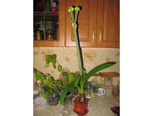 ��� ������ ������ ������